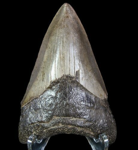 Fossil Megalodon Tooth - Georgia #78076